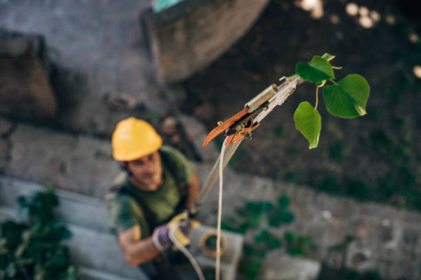 Alma, AR Tree Service Company